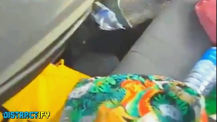 6 Animals Trying To Blend In With Humans