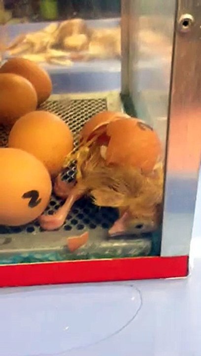 chicks