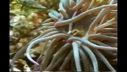 Os Desafios da Vida - Luta (dublado)