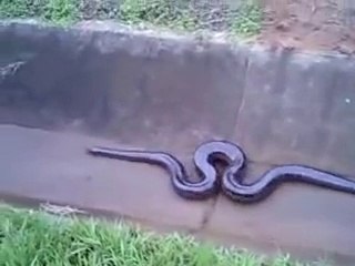 Child of World Biggest Anaconda Snake Running in Drainage Ditch Must Watch