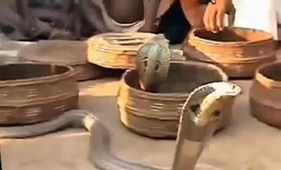 Childrens Playing With Snakes Like A Toys