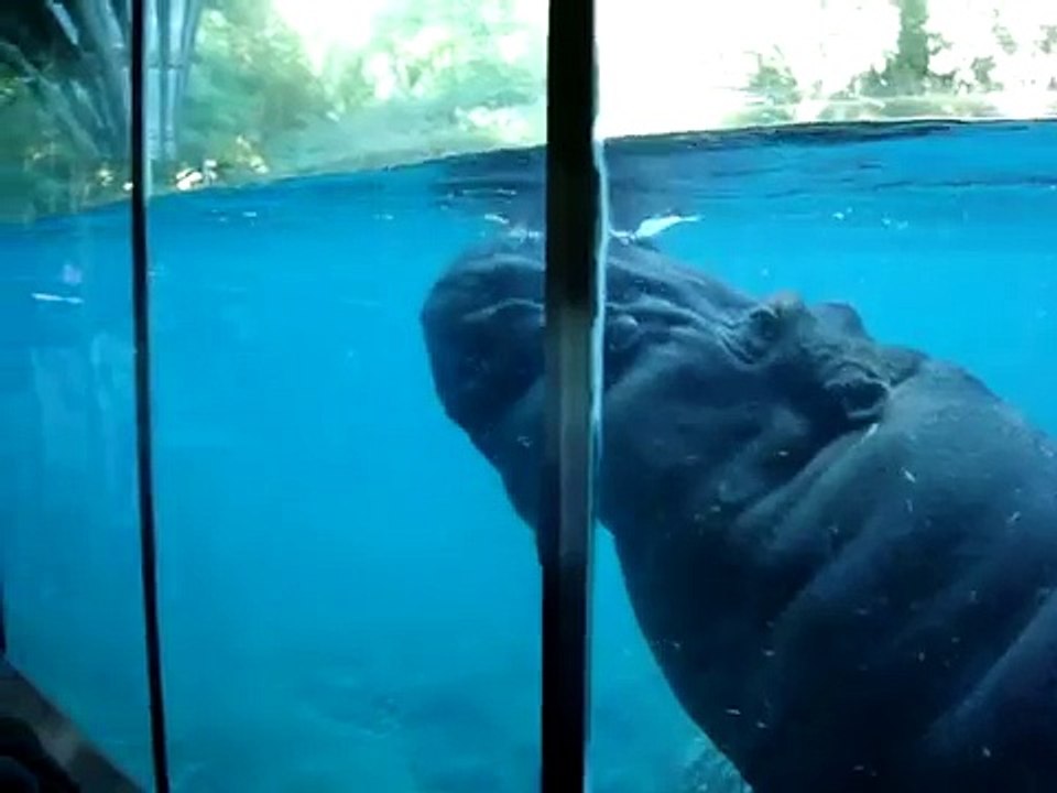 Hippo Motoboating poop HUGE