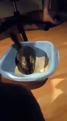 Chinchilla et terre à bain