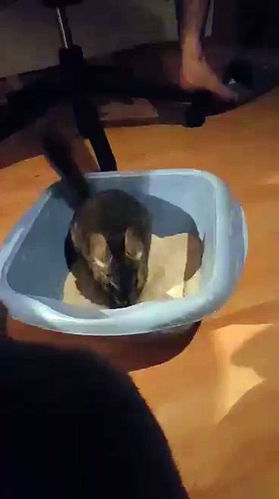 Chinchilla et terre à bain