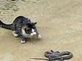 kedi yılanı yedi