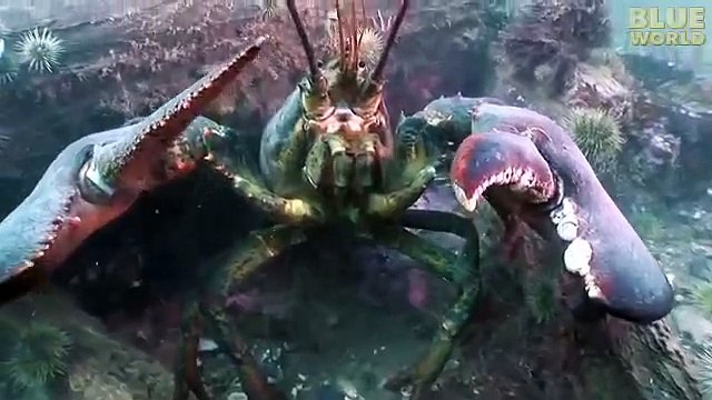 Jonathan Bird's Blue World: Cenotes of Mexico