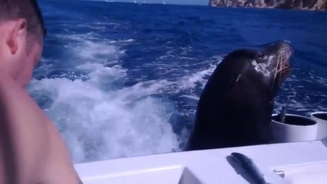 Морские львы в гостях