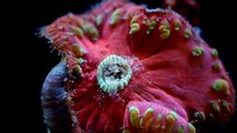 Reef Roids Plankton Coral Feeding