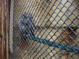 Eastern Screech Owl Vocalizing
