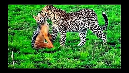 Leopard Vs Monkeys