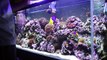55 gallon reef aquarium with sump HD
