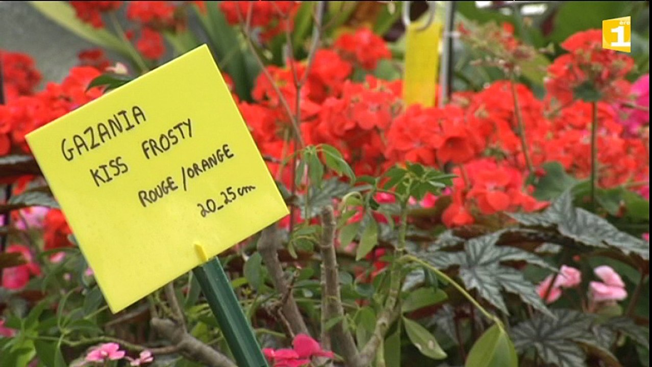 Fleurs
