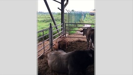 euthanasie animaux Macouria