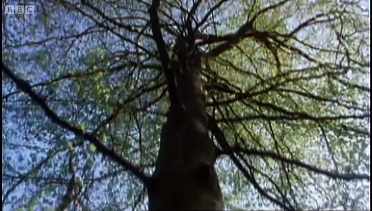 Newborn squirrels nesting - Wildlife on One - BBC