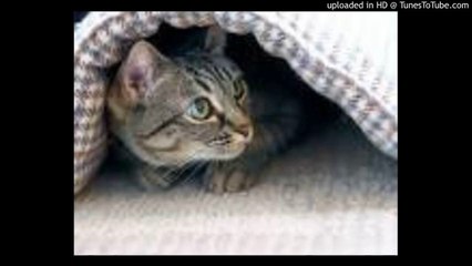 アンパンマンたいそう/ドリーミング/やなせたかし/魚住勉/馬飼野康二/Anpanman/ピアノ 高橋丈太郎