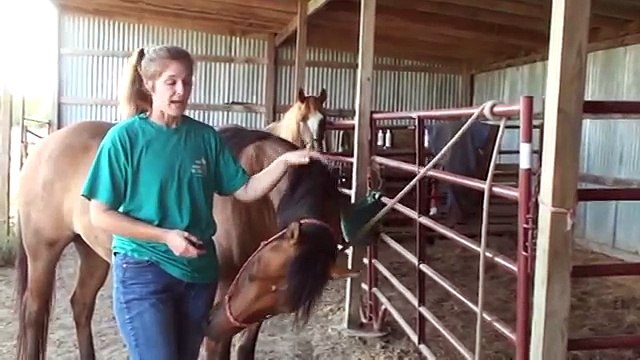 Removing, Preventing Ticks On Horses Naturally | Tea Tree (Melaleuca) Oil Uses