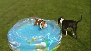 2 English Bull terriers in the pool