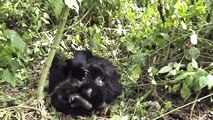 Playful Mountain Gorillas, Virunga National Park, Congo