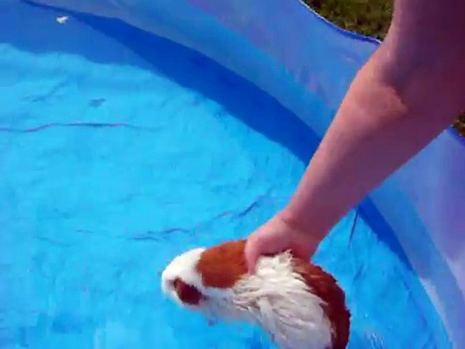 Guinea Pig swim