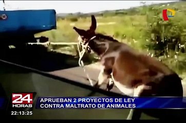 Aprueban por unanimidad proyecto de ley que penaliza el maltrato animal