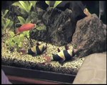 Lazy Clown Loaches playing dead...
