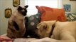 Кошак прикол  Смешные животные  Приколы домашних животных  Funny dogs vs cats  Funny pets
