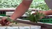 Hydroponics - Greenhouse Tomato Farming