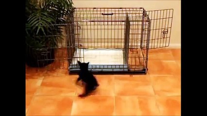 How To Potty Train A Briard Puppy - Briard House Training Tips - Housebreaking Briard Puppies