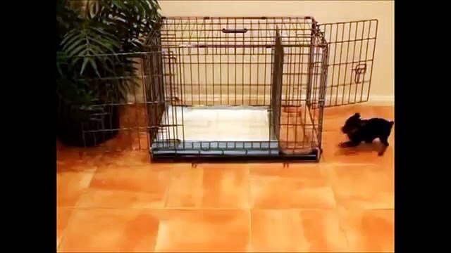 How To Potty Train A Bouvier des Flandres Puppy - House Training Bouvier des Flandres Puppies