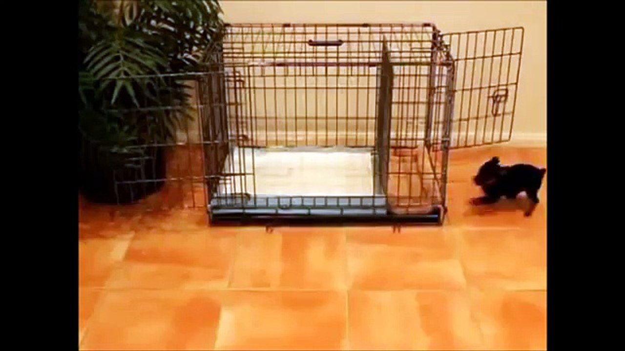 How To Potty Train A Bouvier des Flandres Puppy - House Training Bouvier des Flandres Puppies