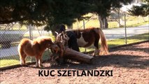 Zamość - Ogród Zoologiczny  im.Stefana Milera - Ssaki i gady - Mammals and Reptiles  - 2015.02.13