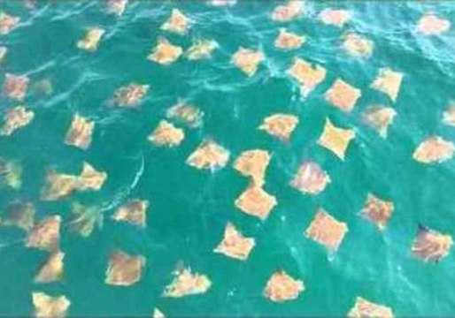 Parasailers Glide Over Migrating Stingrays