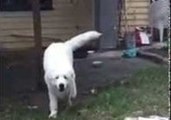 Pyrenees Puppy 'Attacks' in Slow Motion