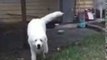 Pyrenees Puppy 'Attacks' in Slow Motion
