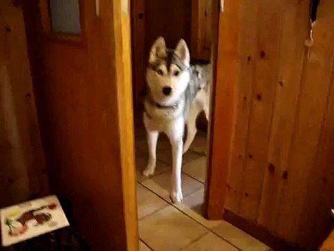 Husky Dog, she sings the Red Hot Chili Peppers...must see!!