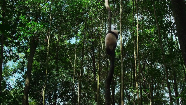 Born in China TRAILER 1 [2016] Disneynature Movie HD
