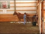 Four Core Concerns Humans & Horses Share - Training the Whole Horse
