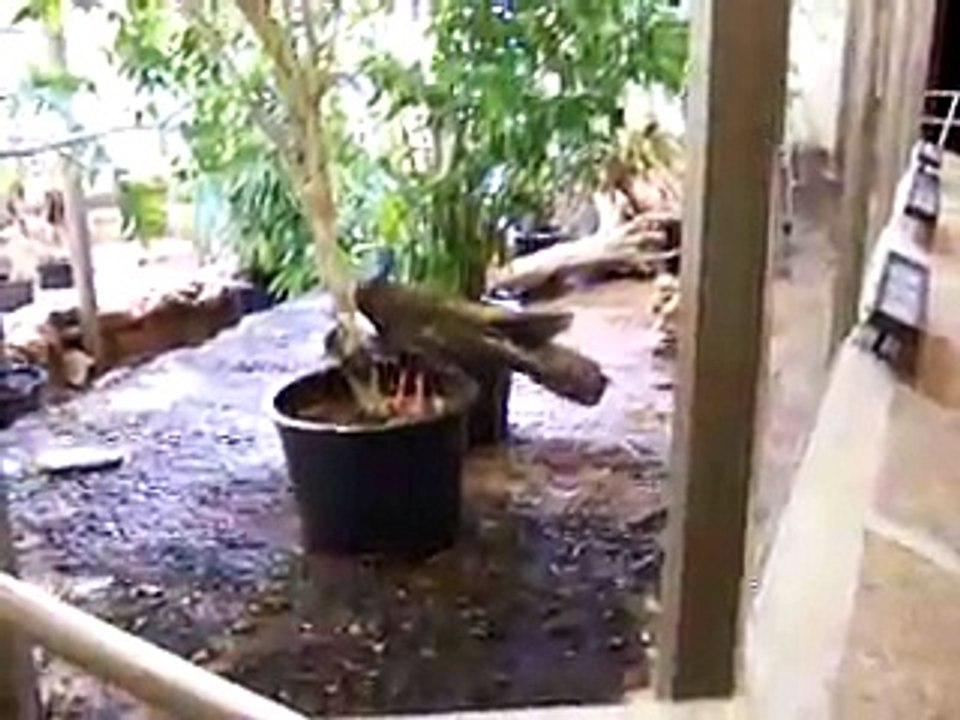 World's Loudest Bird