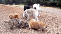 Rottweiler VS Pack of Huskies & German Shepherd at Dog Park