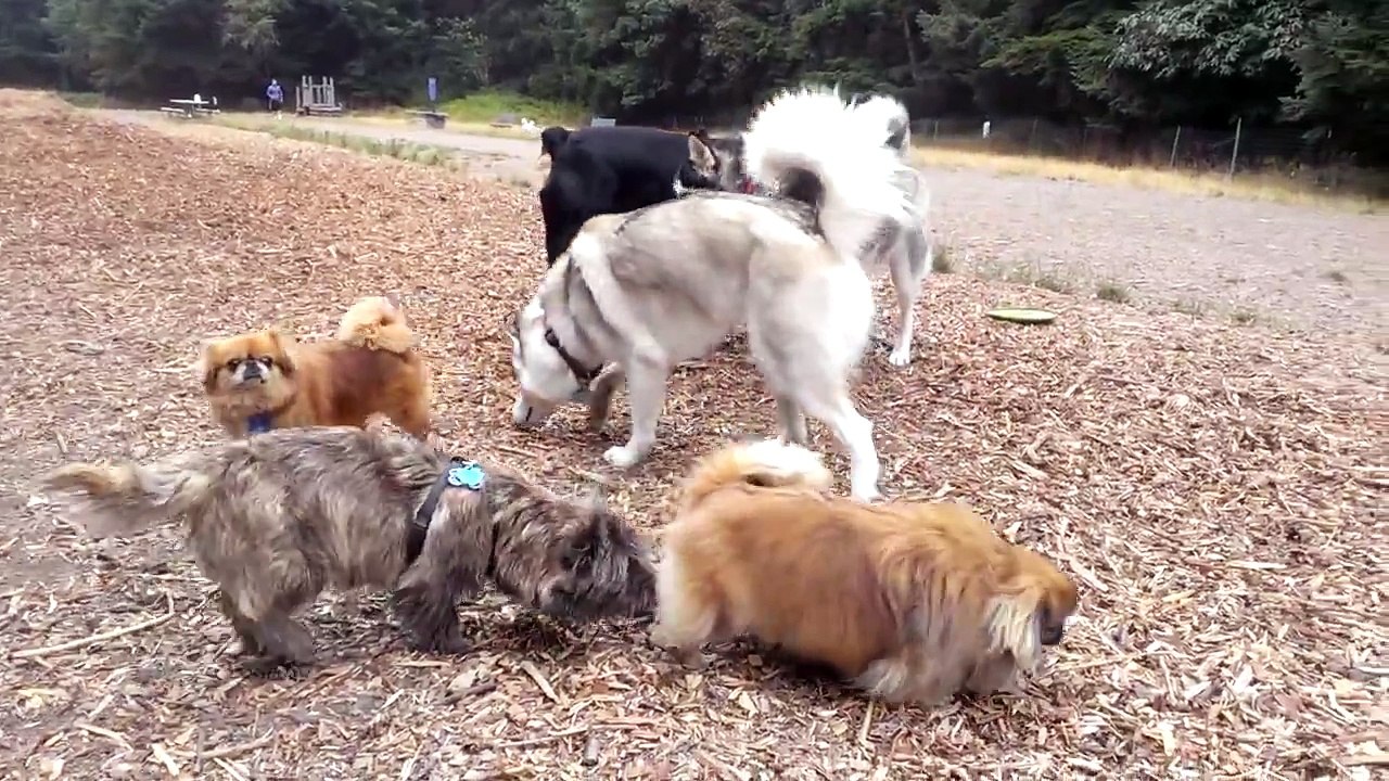 Rottweiler VS Pack of Huskies & German Shepherd at Dog Park