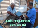 ADANA ACİL-NÖBETÇİ VETERİNER KLİNİĞİ. telefon;226 43 04