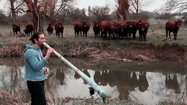 Attirer des vaches en jouant du Didgeridoo