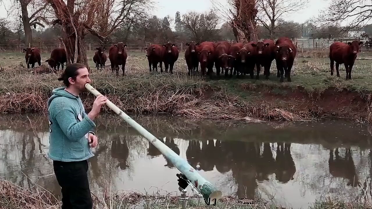 Attract A Herd Of Cows By Playing The Didgeridoo