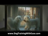 Bichon Frise Dog Training - How to Train a Bichon Frise