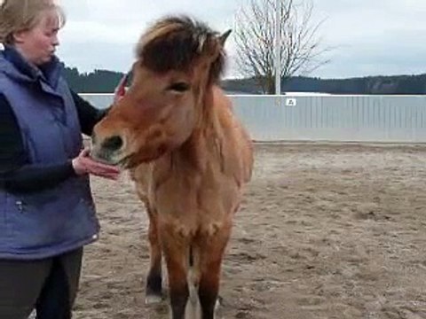 Clickertraining mit Hylling 49