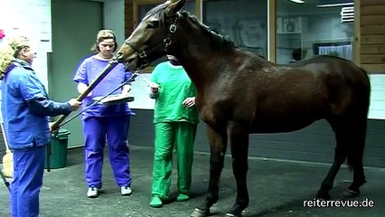 Pferde-Kastration, Teil1