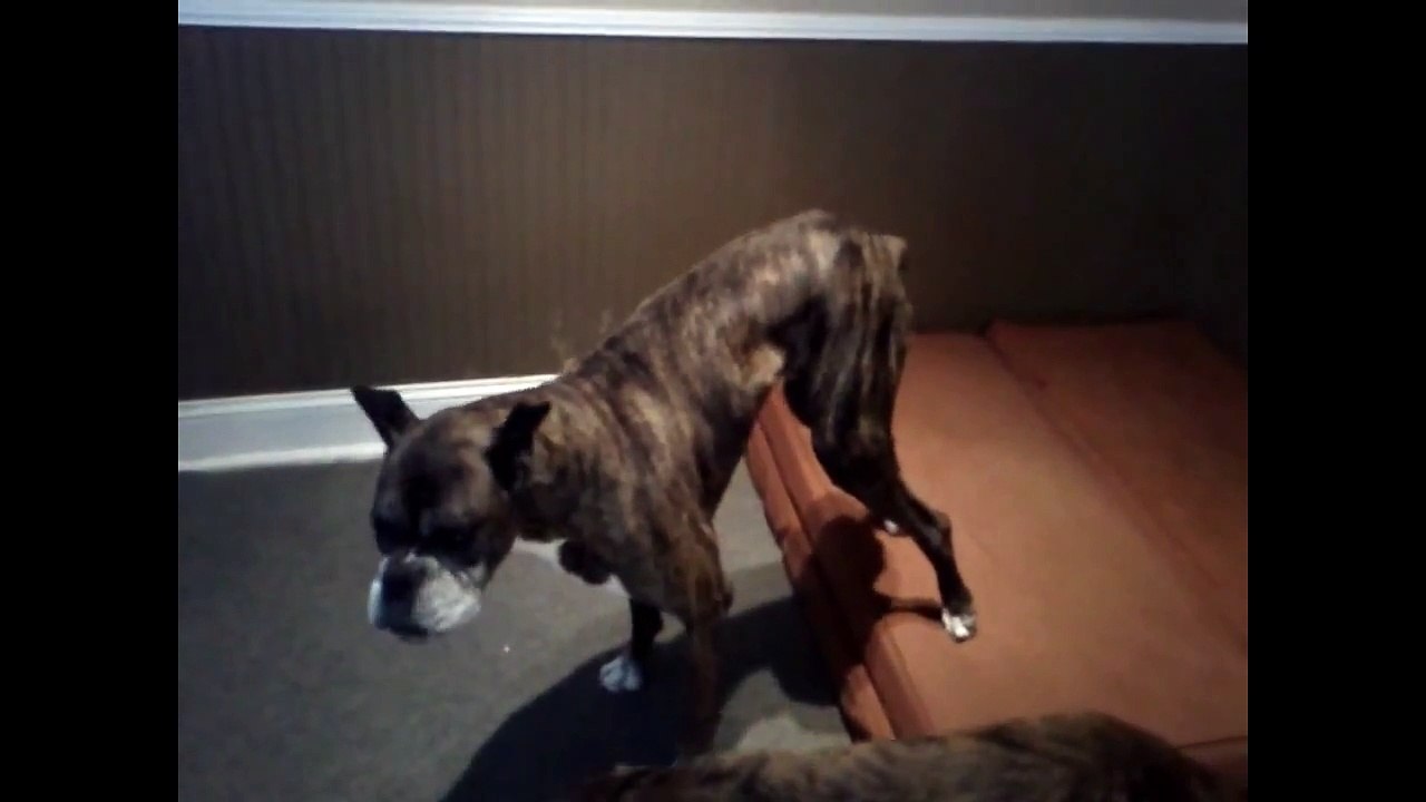 Dog Hip Dysplasia Recovery. Tyson a 9 year old Boxer runs again