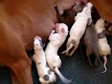 Hungry One Day Old Greyhound Puppies