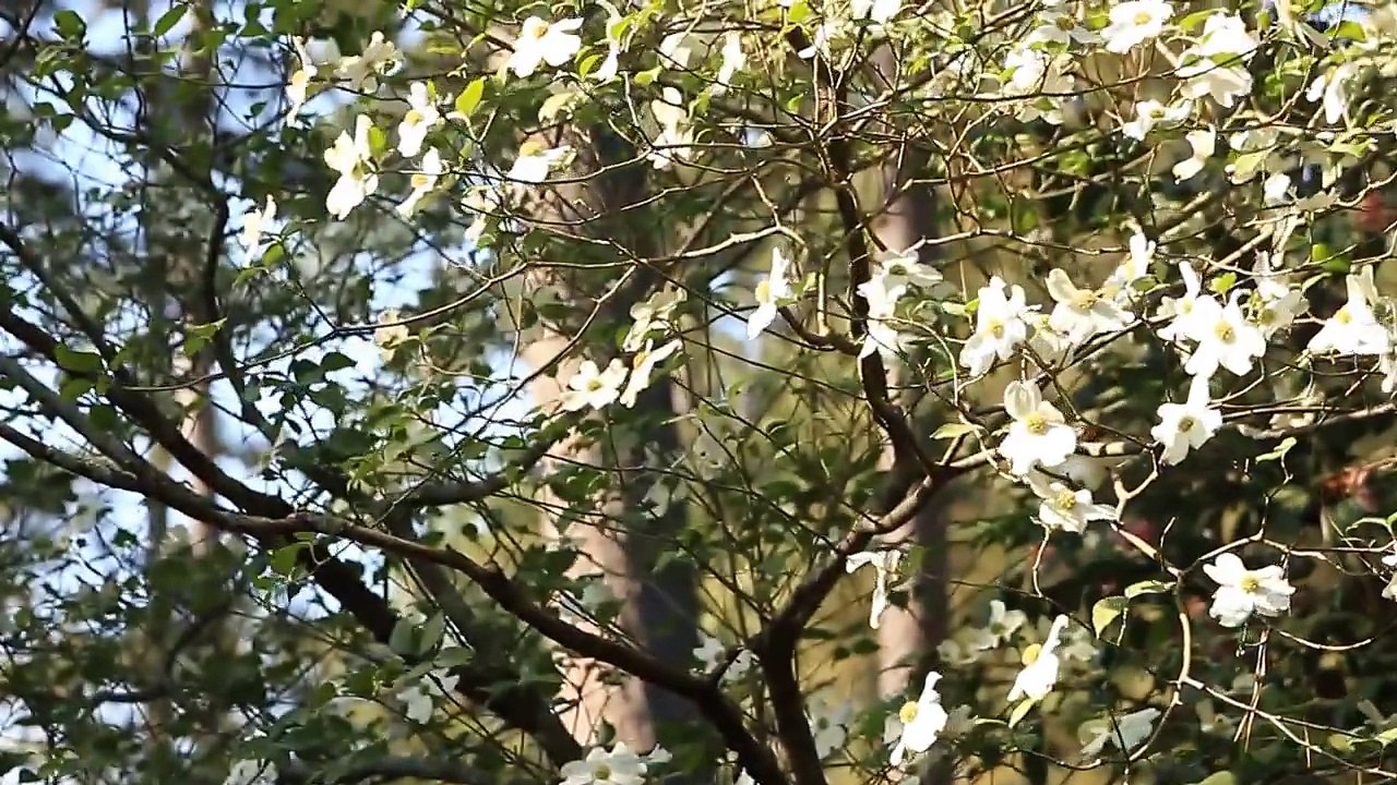 Masters THEME SONG  Augusta MASTERS THEME MUSIC Don Cherry drive down Magnolia Lane