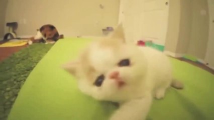 Funny Cats,Funny Dogs,Funny Pets videos 23